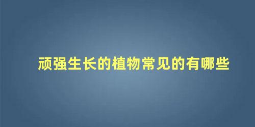 顽强生长的植物常见的有哪些